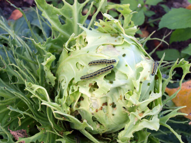 Fending Off Garden Pests